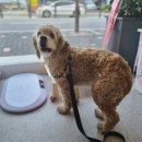 리틀댕댕 이미지