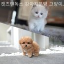 캣츠앤독스 강아지분양 고양이분양 수원점 | 캣츠앤독스 강아지분양 고양이분양 수원점 첫 만남부터 마음을 빼앗긴 순간