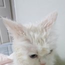 그루밍포유 이미지