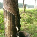 중앙고무 이미지