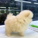 (주)야옹아멍멍해봐펫 강아지고양이 청주분평점 | 아가들)) 포메라니안 새콤이