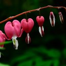 전원농장 이미지