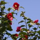 꽃과 그늘 이미지