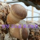 김영규농장 네이버블로그