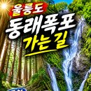 울릉도 풍혈 삼나무숲 동래폭포 가는길 숨은비경! 이미지