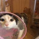 마송 동물병원 이미지