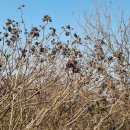 운천3리 | 오지산행후기(936차) 문산 운천 오가자(五加子) 2021.11.14.일