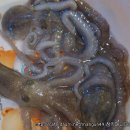 무안세발낙지 이미지