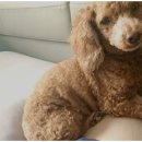 서산 강아지 가위컷 후기 & 닭갈비 치팅데이 (내돈내산)