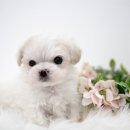 천안 강아지분양 도로시펫 이미지