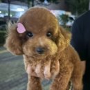 몽끄베르 이미지