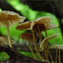 하얀버섯 이미지