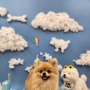 강아지놀이터 이미지