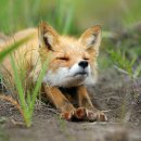 여우 PC방 이미지