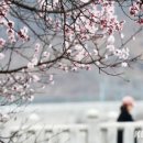 당현천 벚꽃음악회 이미지