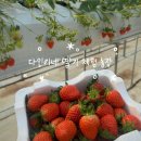 추억농장 | 다인이네 딸기 체험 농장 | 일산 딸기농장 파주 딸기따기체험