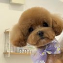 댕댕이발소 이미지