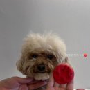 아소비 퍼피스 이미지