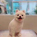 퍼피블랑 이미지