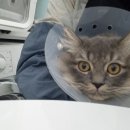 고양이미용 우다다냥 이미지