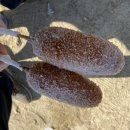 조안1리친환경농산물직판장 | 두물머리핫도그 🥳 [경기도 양평군 양서면 두물머리길 103-8] 눈내린 겨울풍경🗻