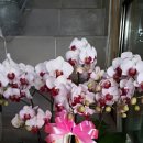 승진축산 이미지