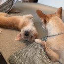 (주) 펫플라자 이미지