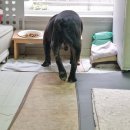 고려보조기 | 강아지 보조기 네발로 - 아메리칸 불리 무릎 보조기