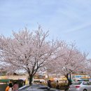 수원통닭거리 | 수원 통닭거리 용성통닭 후기｜수원벚꽃 구경 후 들른 수원치킨 맛집 추천