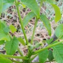 자담농장 이미지