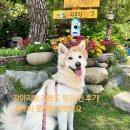 외포리꽃게집 | 강아지 동반 강화도 외포리 꽃게집, 찐 후기!