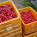 푸른솔 농장 이미지