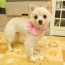 요요펫살롱 이미지