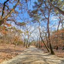 여주-1041 | 여주 효종대왕릉 영릉 사계절 풍경 몰아보기!