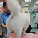 웰니스 펫뷰티 이미지