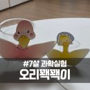 과학실험 | 7살 영재 과학실험 오리 꽥꽥이 후기