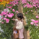 주공농장 | [플라워팜팜] 라넌큘러스 수확체험 | 아이랑 갈만한 곳 | 내돈내산