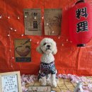 people puppy 네이버블로그