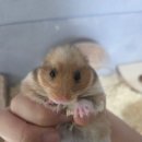봄꽃햄스터