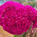 맨드라미 화단 이미지