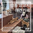 양코치 애견카페 네이버블로그