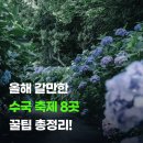 팽나무숲 | 여름 꽃구경 2026 전국 수국축제 8곳 일정 입장료 주차 총정리