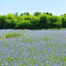 국화목장 이미지