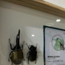 댕냥이네곳간 | 강릉 가볼 만한 곳 자연의 놀자 내돈내산 비추 솔직 후기