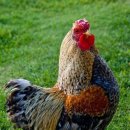 차령산맥 이미지