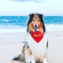 보노도그 이미지