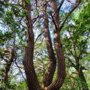 원주굽이길 16코스 황둔쌀찐빵길 이미지