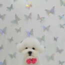 더 도도하개 이미지