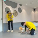 본부유치원 | 애견유치원 비용, 옐레드 자격증까지 한 번에 알아본 생생 후기
