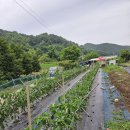 고추 가지 수평으로 유인하기 이미지